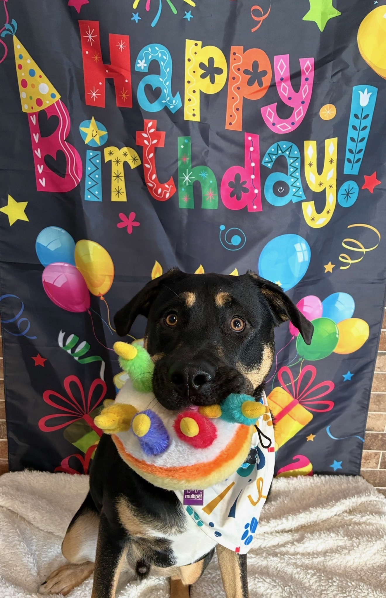 Koda